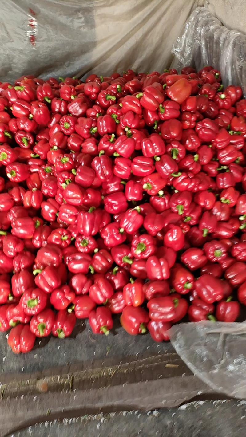 红椒，红圆椒产地发货欢迎选购