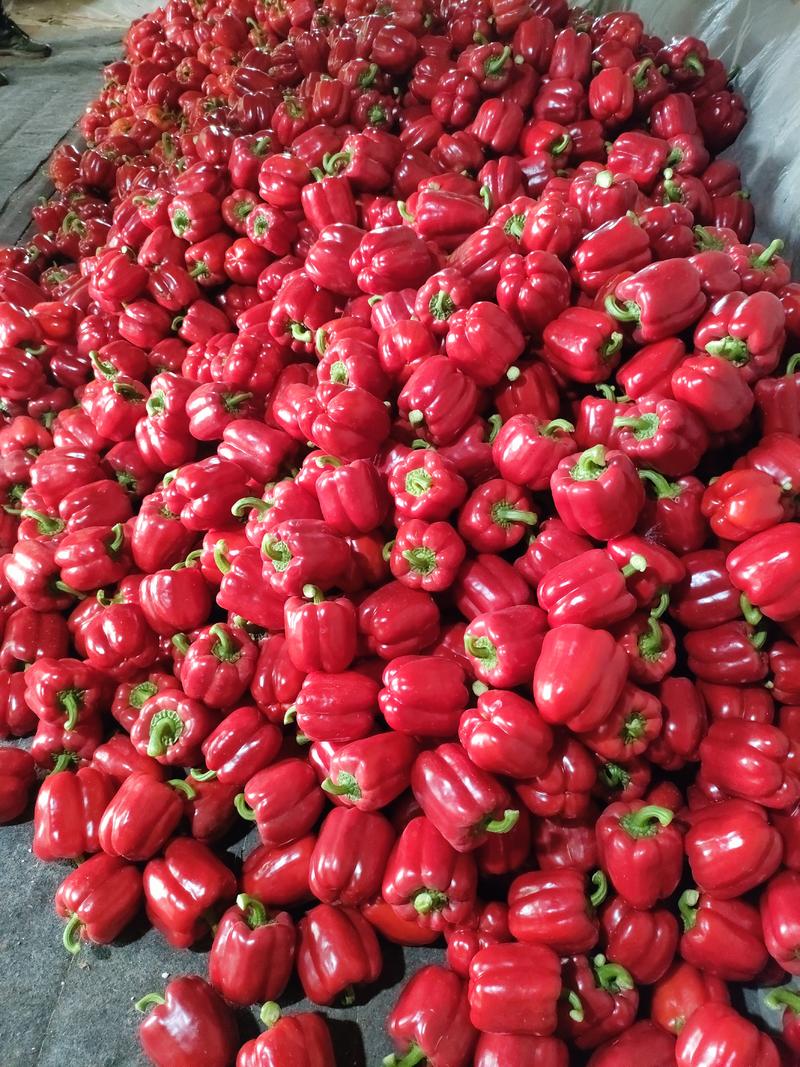 红椒，红圆椒产地发货欢迎选购