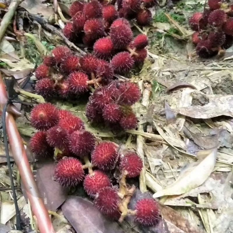 春砂仁种苗正宗原产地阳春春沙仁苗山地苗繁殖芽包邮中草药