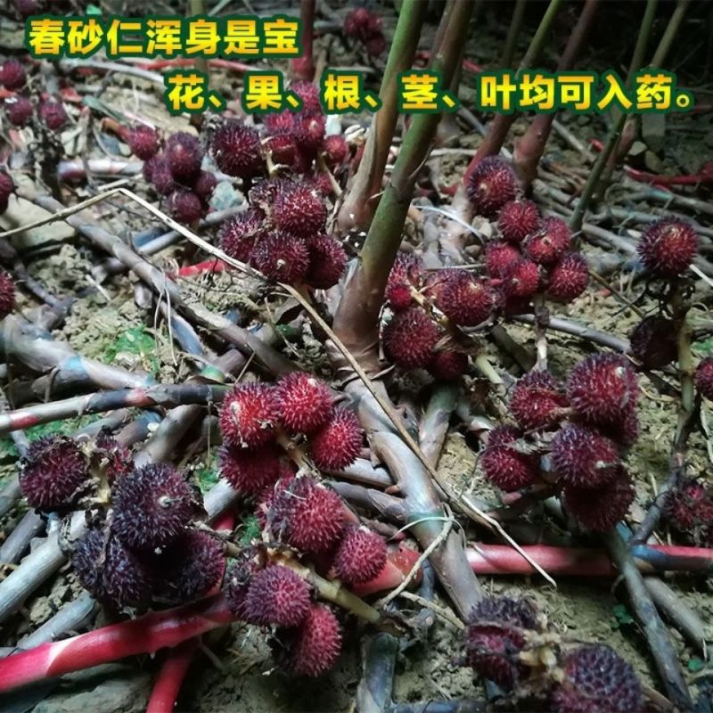 春砂仁种苗正宗原产地阳春春沙仁苗山地苗繁殖芽包邮中草药