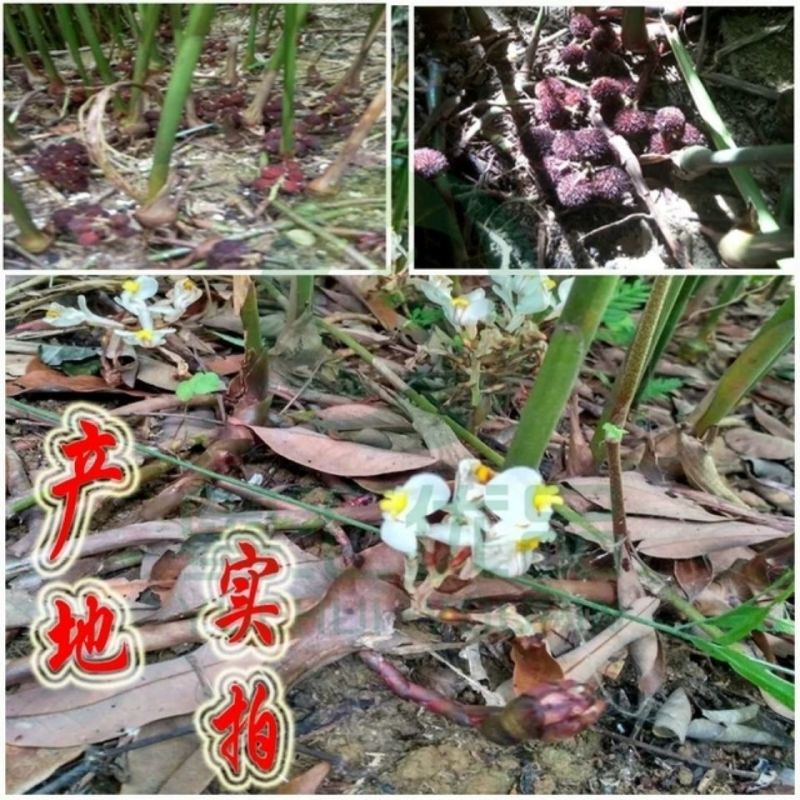 春砂仁种苗正宗原产地阳春春沙仁苗山地苗繁殖芽包邮中草药