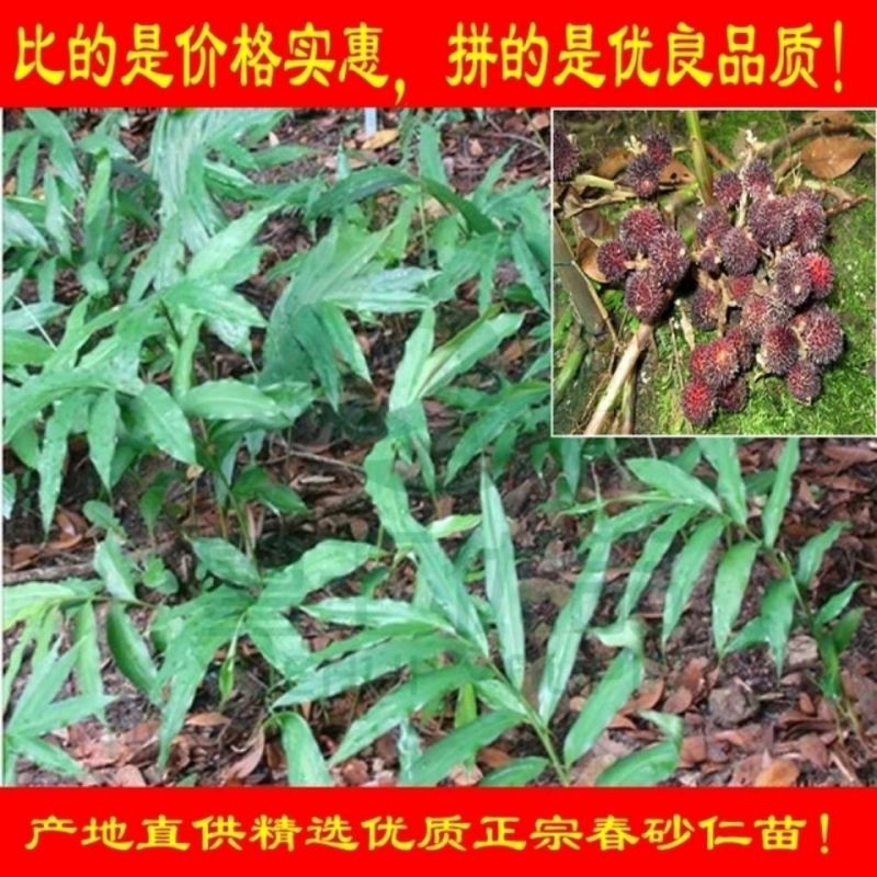 春砂仁种苗正宗原产地阳春春沙仁苗山地苗繁殖芽包邮中草药
