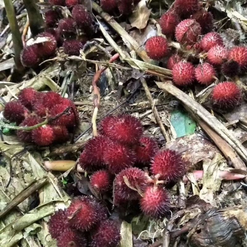 春砂仁种苗正宗原产地阳春春沙仁苗山地苗繁殖芽包邮中草药