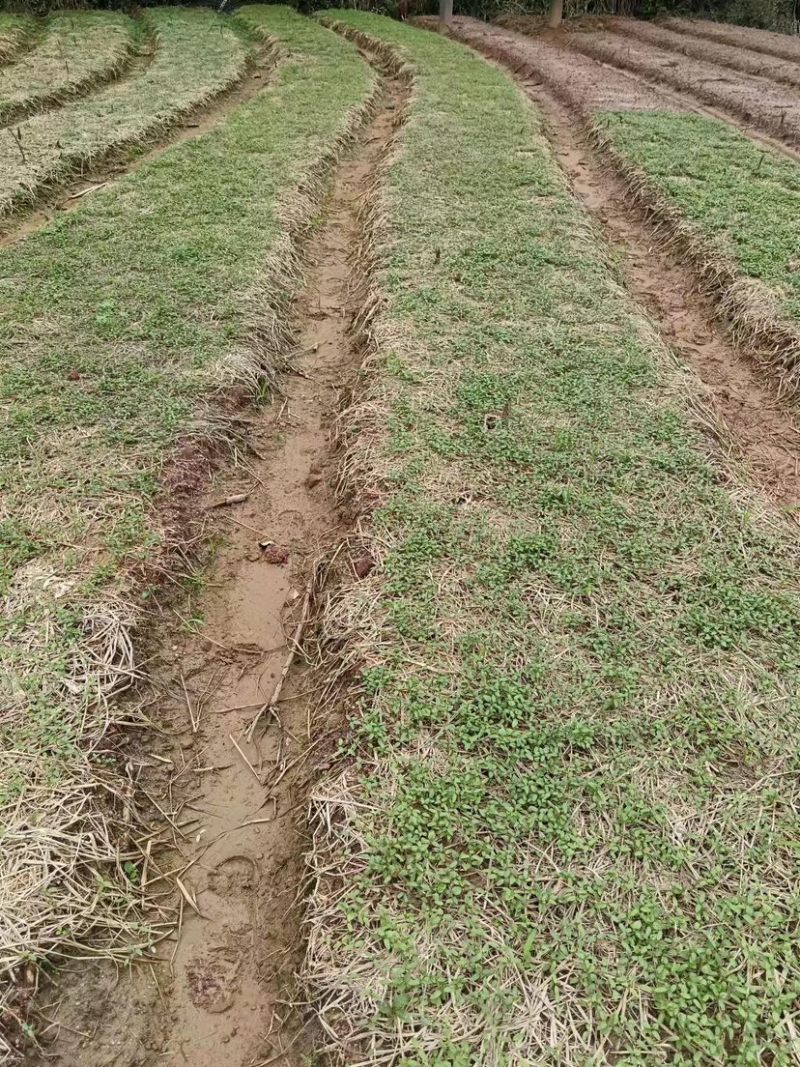 江西枫香芽苗，造林树种，苗圃直供，走量批发