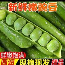 2024年新豌豆上市了甜豌豆，长寿仁豌豆电商市场，工厂