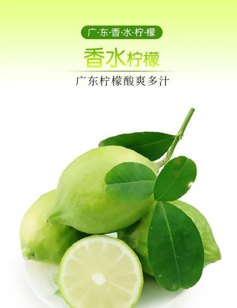 广东香水柠檬品质保证自家基地接商超市场电商一件代发