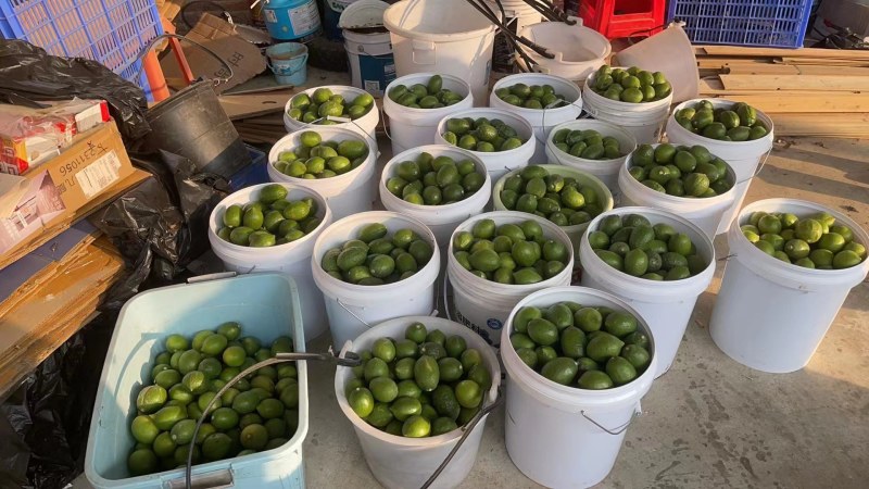 广东香水柠檬品质保证自家基地接商超市场电商一件代发