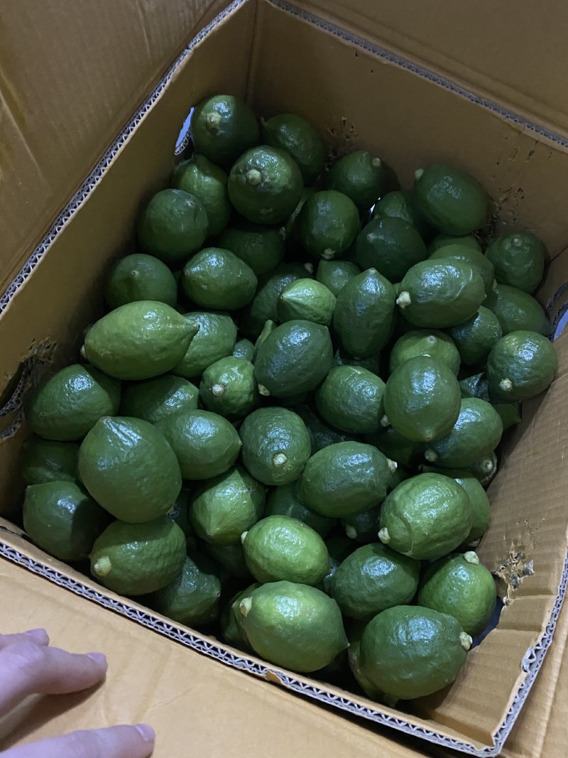 广东香水柠檬品质保证自家基地接商超市场电商一件代发
