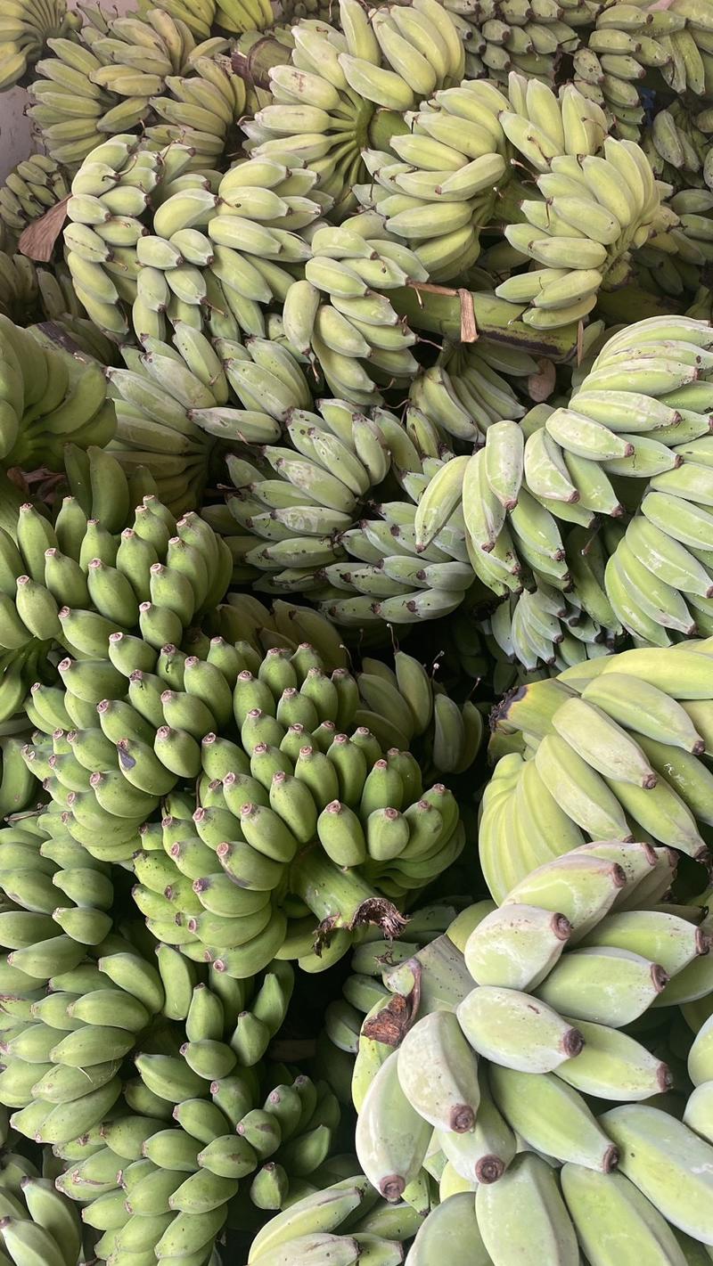 【品种齐全】西贡蕉芭蕉粉蕉苹果蕉皇帝蕉大量供应