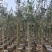 红丹桂花树3～5公分