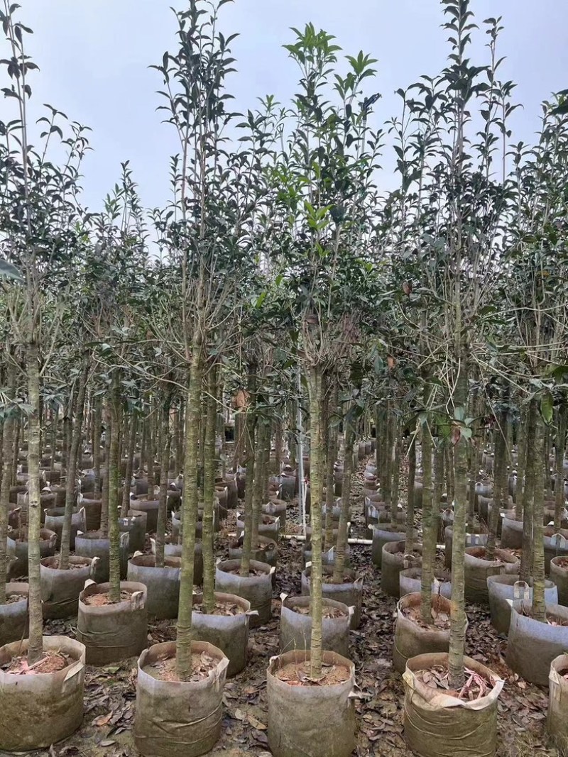 红丹桂花树3～5公分