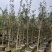 红丹桂花树3～5公分