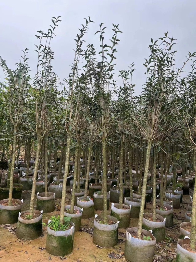 红丹桂花树3～5公分