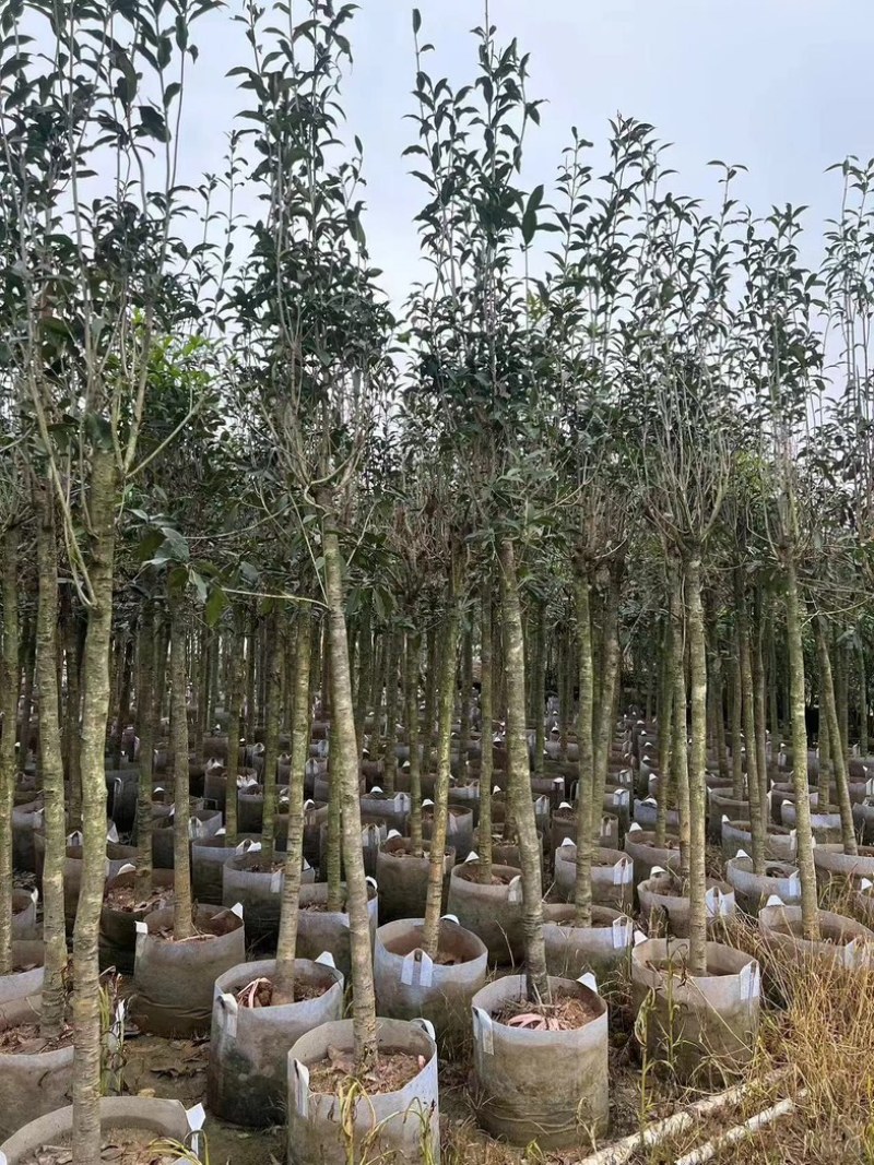 红丹桂花树3～5公分