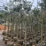 红丹桂花树3～5公分