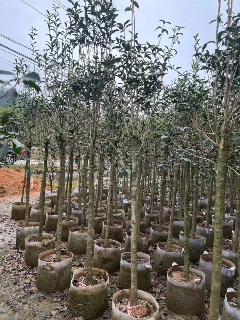 红丹桂花树3～5公分