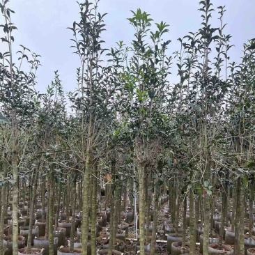 红丹桂花树3～5公分