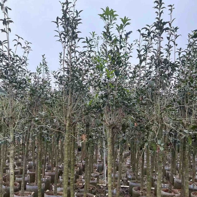 红丹桂花树3～5公分