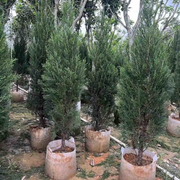 塔松树基地直销规格齐全欢迎老板来电咨询合作