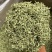 金银花无山银花无硫实拍现货24小时内发货