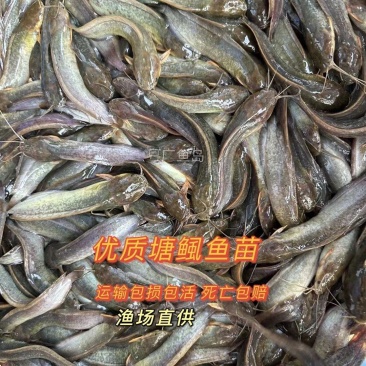 本地花麻塘虱王鱼苗塘角鱼胡子鲶鱼苗好养活包损包活包赔