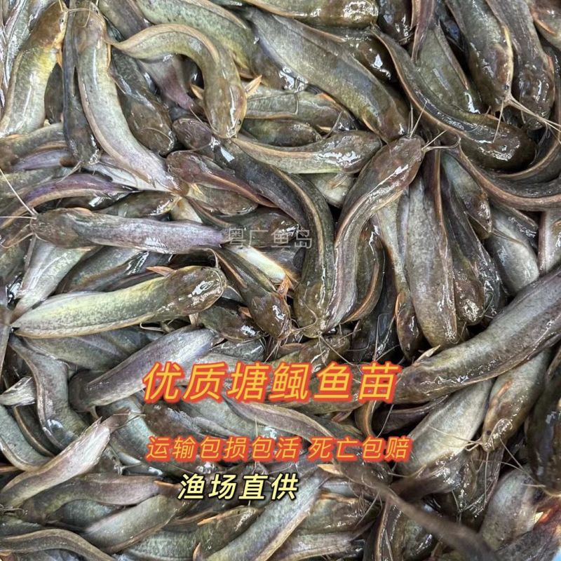 本地花麻塘虱王鱼苗塘角鱼胡子鲶鱼苗好养活包损包活包赔