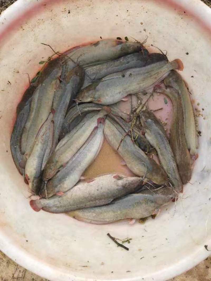 本地塘虱苗胡子鲶鱼好养殖提供技术指导