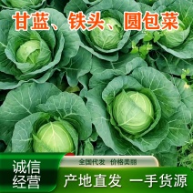 甘蓝、铁头、圆包菜大量上市，产地直发、一手货源！
