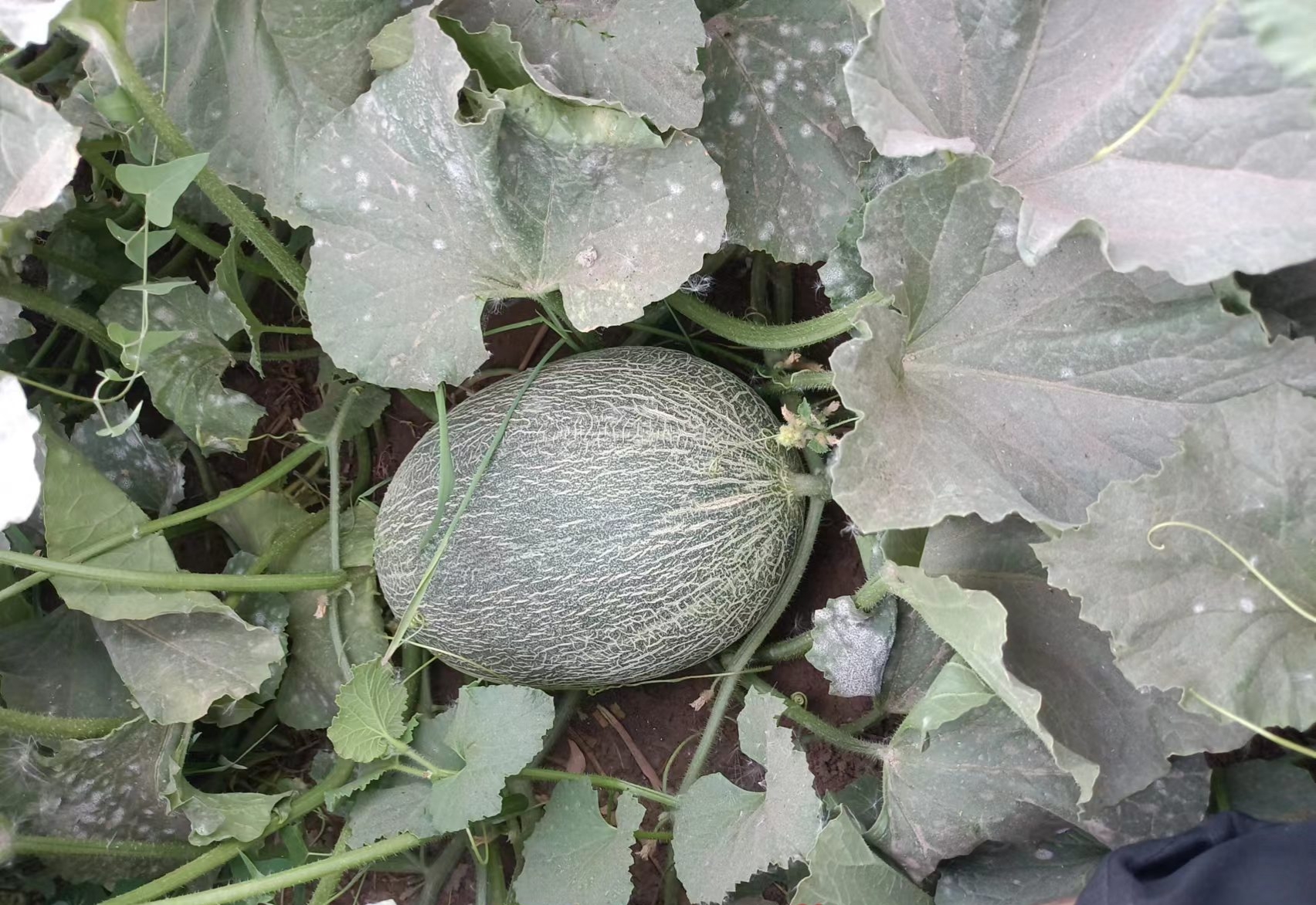 采摘新鲜伽师瓜