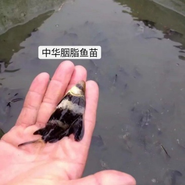 胭脂鱼、又名（一帆风顺）属高端鱼类、清理池塘里残留
