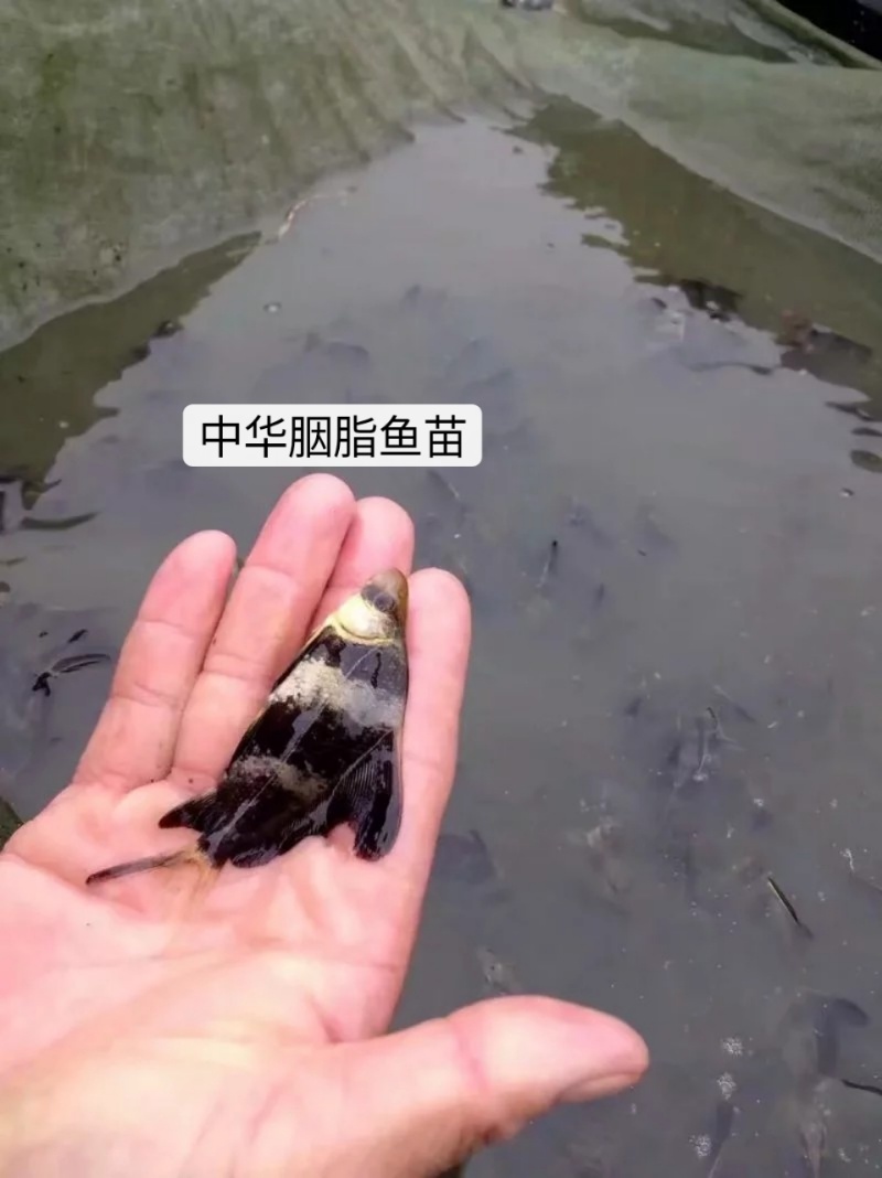 胭脂鱼、又名（一帆风顺）属高端鱼类、清理池塘里残留
