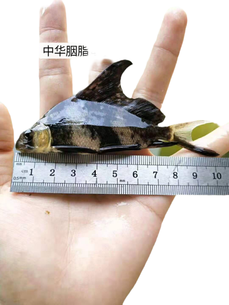 胭脂鱼、又名（一帆风顺）属高端鱼类、清理池塘里残留