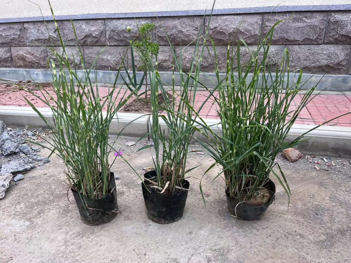 龙柏锈病典型症状特写