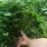 【优选】原种脱毒商薯19红薯苗西瓜红红薯苗（25-30）