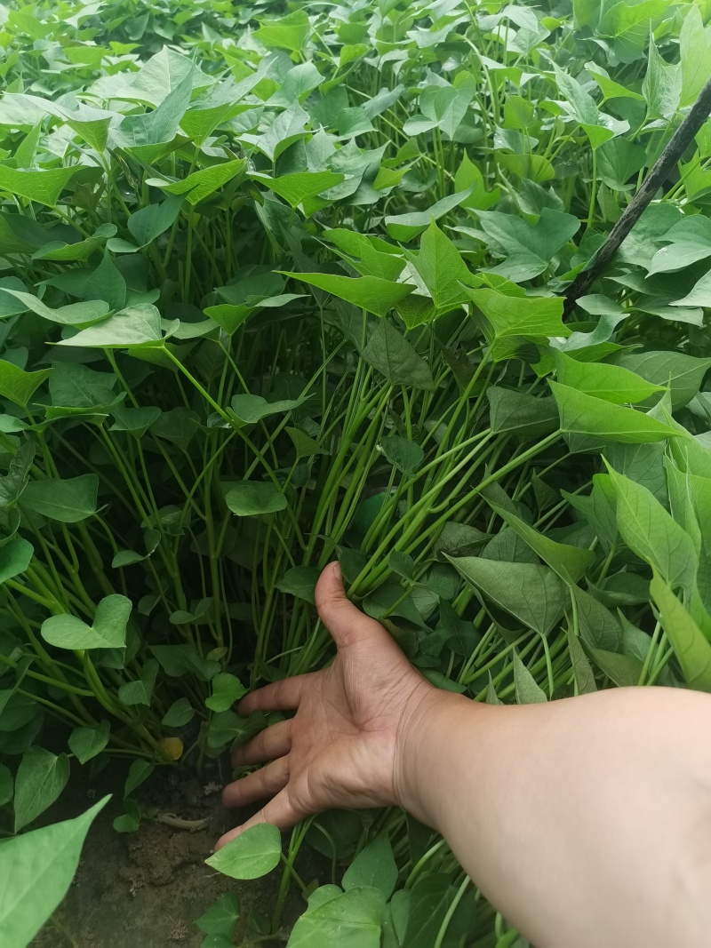 【优选】原种脱毒商薯19红薯苗西瓜红红薯苗（25-30）