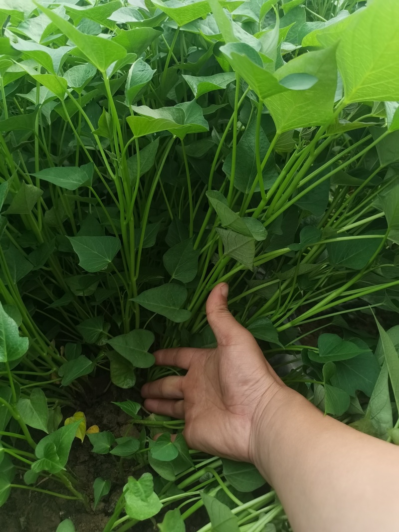 【优选】原种脱毒商薯19红薯苗西瓜红红薯苗（25-30）