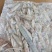 山东威海石岛船冻拖网海兔笔管鱼