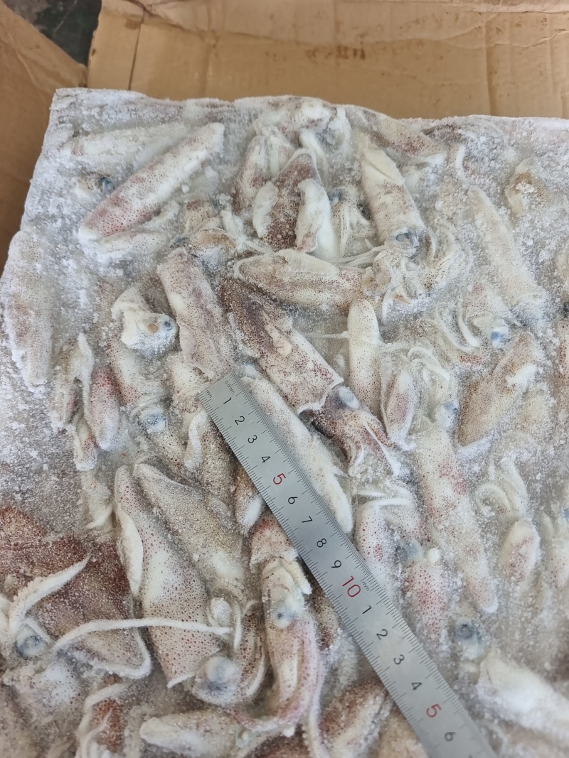 山东威海石岛船冻拖网海兔笔管鱼