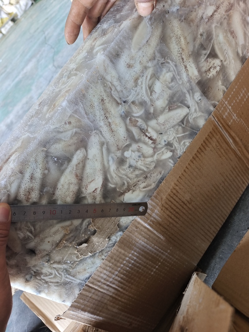 山东威海石岛船冻拖网海兔笔管鱼
