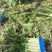 湖北钟祥市万亩基地红叶莴笋供应电商，超市，工𠂆