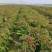 湖北钟祥市万亩基地红叶莴笋供应电商，超市，工𠂆