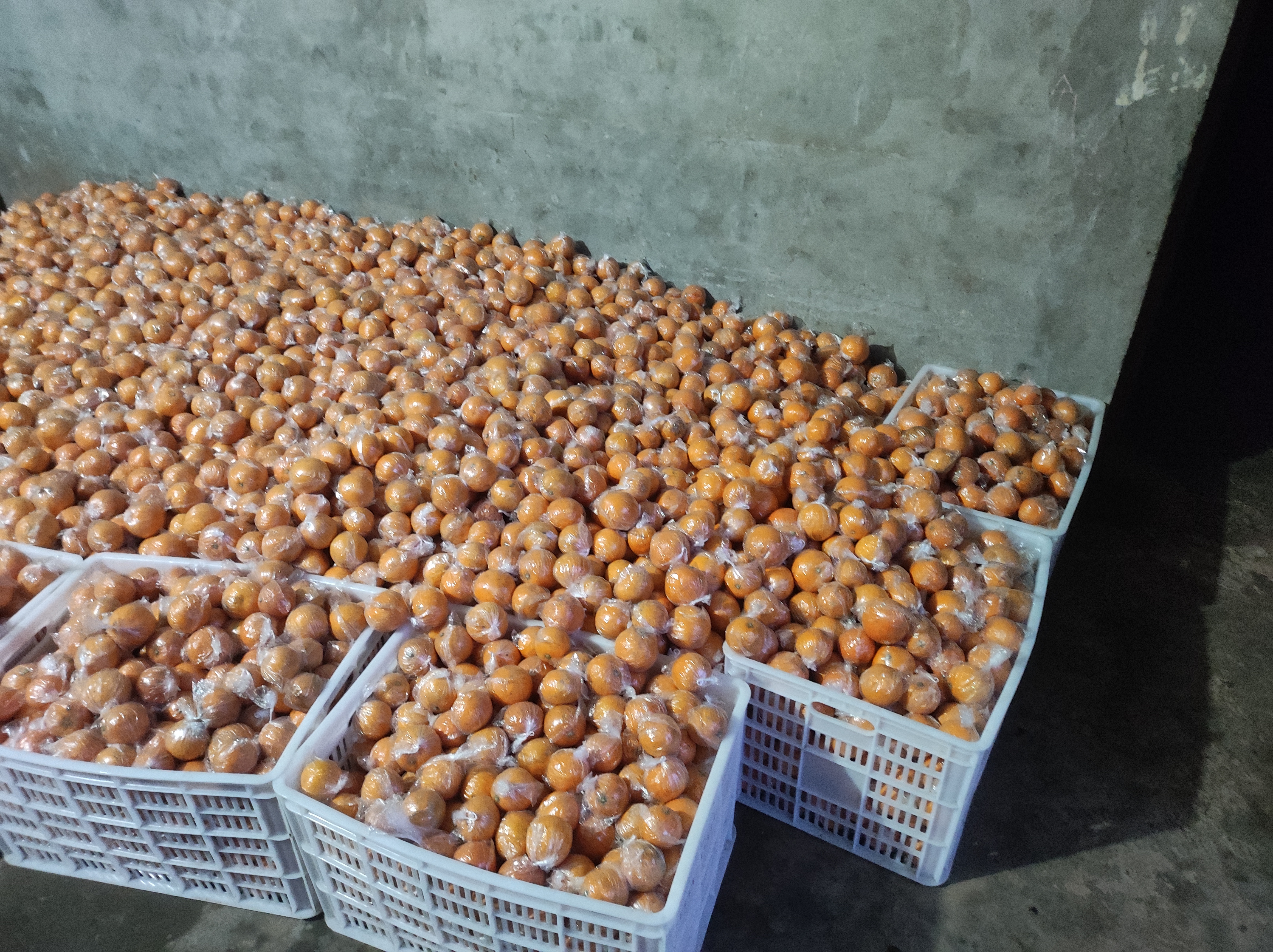 展示皇帝柑在市场摊位上的摆放方式,以及家庭储藏时使用保鲜袋装入冰箱的情景 皇帝柑选购与储存示意图