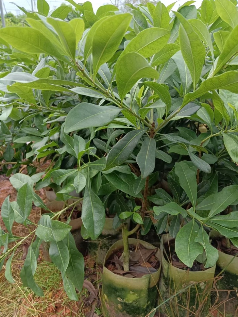 东魁杨梅苗