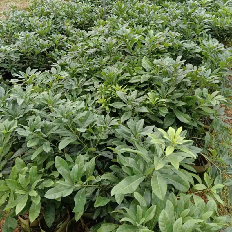东魁杨梅苗