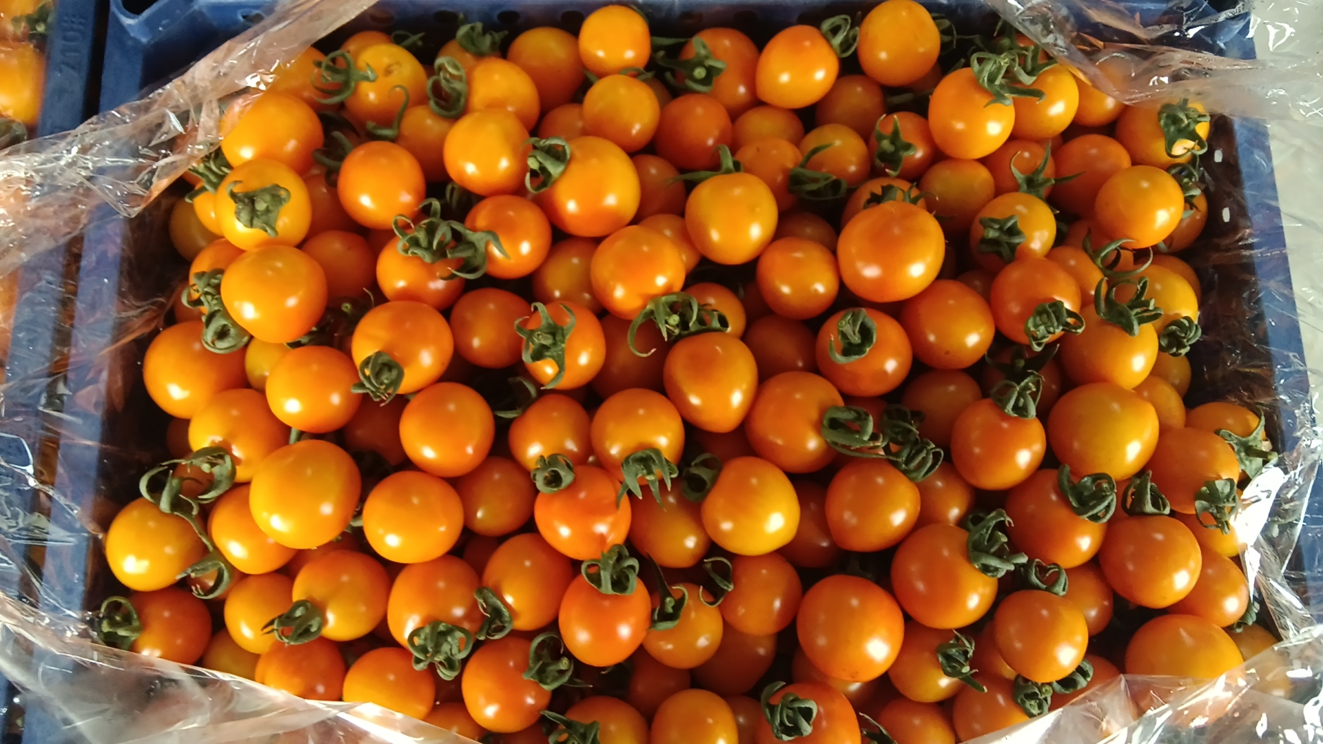 黄色圣女果沙拉摆盘图