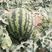 甜王有籽西瓜产地供应优质西瓜大量上市中全国精发货