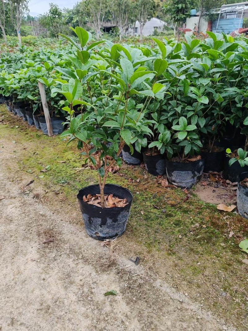 桂花苗60高