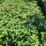 桂花苗60高