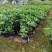 桂花苗60高