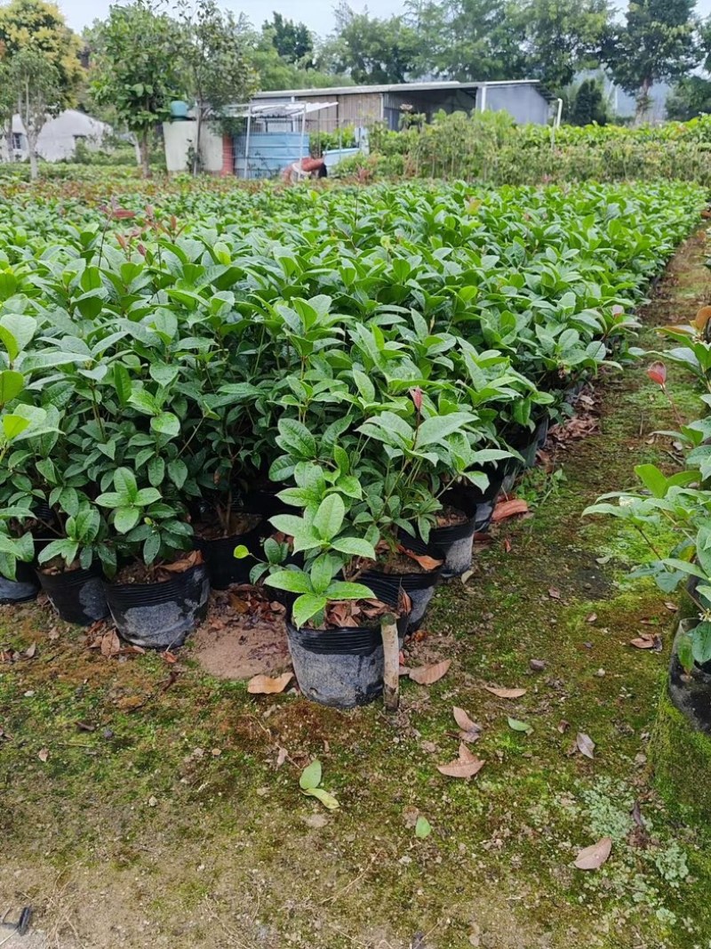 桂花苗60高